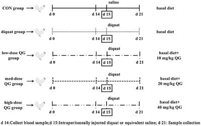 The impact of dietary supplementation of Quercetagetin on growth, antioxidant capacity, and gut microbiota of diquat-challenged broilers